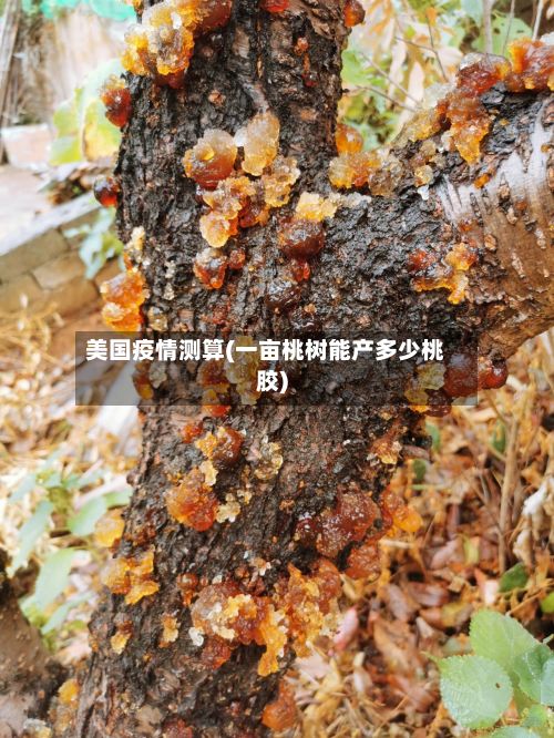 美国疫情测算(一亩桃树能产多少桃胶)