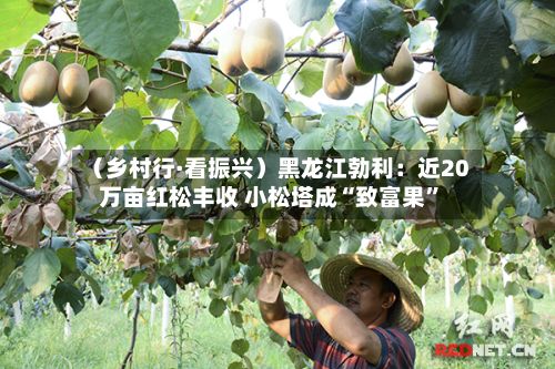 （乡村行·看振兴）黑龙江勃利：近20万亩红松丰收 小松塔成“致富果”-第2张图片