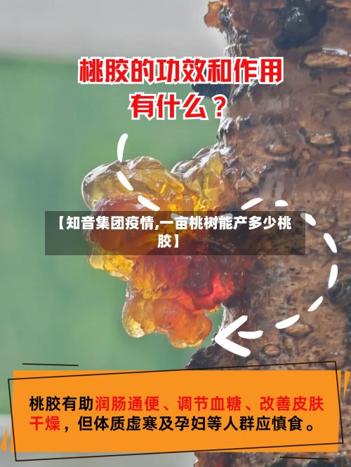 【知音集团疫情,一亩桃树能产多少桃胶】-第2张图片
